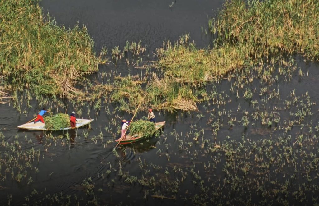 Local people harvesting river plants from small boats along the Nile in Egypt