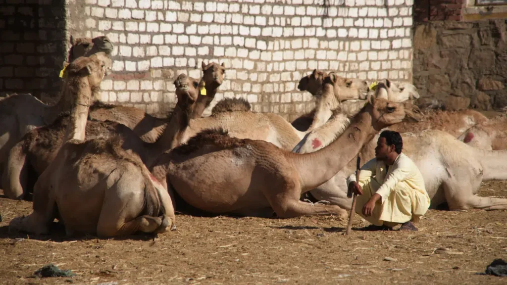 Daraw market near Aswan with camels and local traders, traditional Upper Egypt livestock market